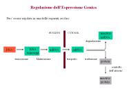 Regolazione dell