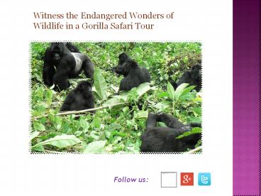 Witness the Endangered Wonders of Wildlife in a Gorilla Safari Tour
