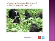 Witness the Endangered Wonders of Wildlife in a Gorilla Safari Tour