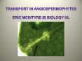 Transport in Angiospermophytes PowerPoint PPT Presentation