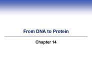 From DNA to Protein