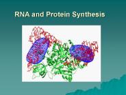 RNA and Protein Synthesis
