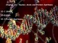 Chapter 10: Nucleic Acids and Protein Synthesis PowerPoint PPT Presentation