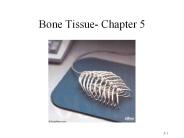 Bone Tissue- Chapter 5