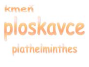ploskavce