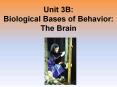 Unit 3B: Biological Bases of Behavior: The Brain PowerPoint PPT Presentation