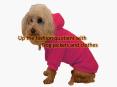 Up the fashion quotient with Dog jackets and clothes PowerPoint PPT Presentation