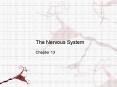 The Nervous System PowerPoint PPT Presentation