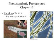 Photosynthetic Prokaryotes Chapter 13