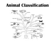 Animal Classification