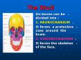 The Skull PowerPoint PPT Presentation