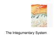 The Integumentary System PowerPoint PPT Presentation