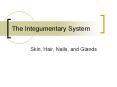 The Integumentary System PowerPoint PPT Presentation