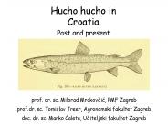 Hucho hucho in Croatia