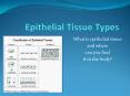 Epithelial Tissue Types PowerPoint PPT Presentation