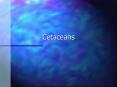Cetaceans PowerPoint PPT Presentation