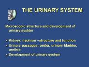 THE URINARY SYSTEM