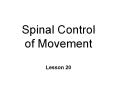 Spinal Control of Movement PowerPoint PPT Presentation