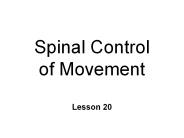 Spinal Control of Movement