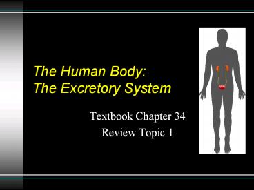 The Human Body: The Excretory System