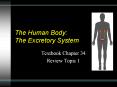 The Human Body: The Excretory System PowerPoint PPT Presentation