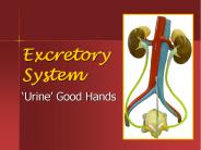 Excretory System