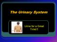The Urinary System PowerPoint PPT Presentation