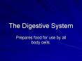 The Digestive System PowerPoint PPT Presentation
