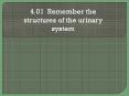 4.01 Remember the structures of the urinary system PowerPoint PPT Presentation