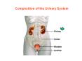 Composition of the Urinary System PowerPoint PPT Presentation
