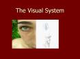 The Visual System PowerPoint PPT Presentation