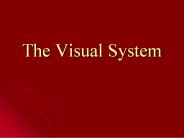The Visual System