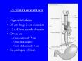 ANATOMIE OESOPHAGE PowerPoint PPT Presentation