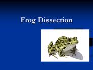 Frog Dissection