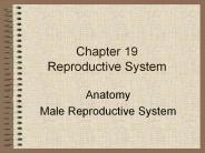 Chapter 19 Reproductive System