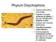 Phylum Onychophora PowerPoint PPT Presentation