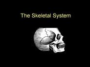 The Skeletal System