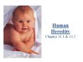 Human Heredity Chapter 11.1 PowerPoint PPT Presentation