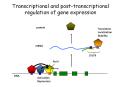 Transcriptional and post-transcriptional regulation of gene expression PowerPoint PPT Presentation