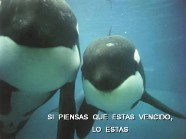 SI PIENSAS QUE ESTAS VENCIDO, LO ESTAS