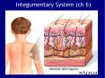 Integumentary System (ch 6) PowerPoint PPT Presentation