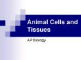 Animal Cells and Tissues PowerPoint PPT Presentation