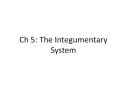 Ch 5: The Integumentary System PowerPoint PPT Presentation
