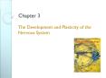 The Development and Plasticity of the Nervous System PowerPoint PPT Presentation