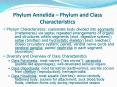 Phylum Annelida  PowerPoint PPT Presentation