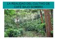 LA REALIDAD DEL CULTIVO DE CAF PowerPoint PPT Presentation