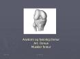 Anatomi og fysiologi femur Art. Genus Muskler femur PowerPoint PPT Presentation