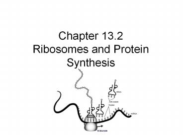 Chapter 13.2 Ribosomes and Protein Synthesis
