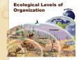 Ecological Levels of Organization PowerPoint PPT Presentation