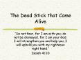 The Dead Stick that Came Alive PowerPoint PPT Presentation